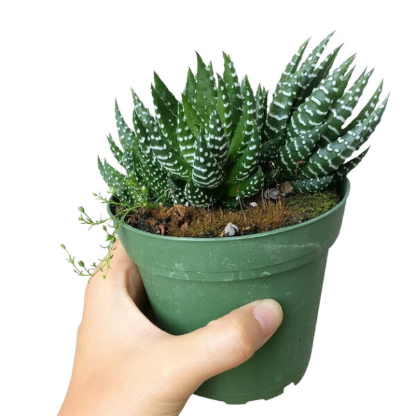 Haworthia Pumila African Pearl - Image 6