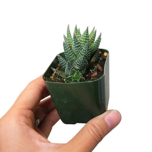 Haworthia Pumila African Pearl - Image 7