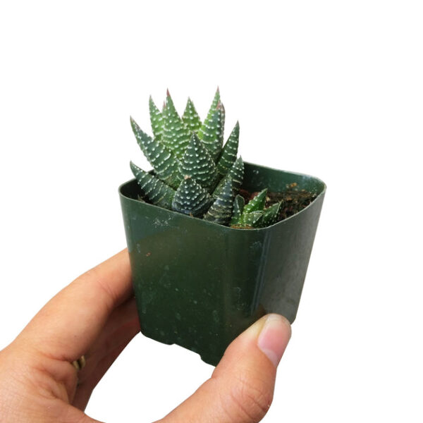 Haworthia Pumila African Pearl - Image 8