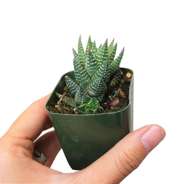 Haworthia Pumila African Pearl - Image 9
