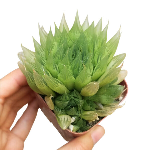 Haworthia Cooperi Succulent - Image 5