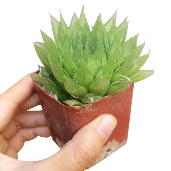 Haworthia Cooperi Succulent - Image 4