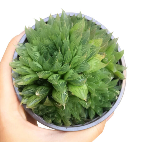 Haworthia Cooperi Succulent - Image 7