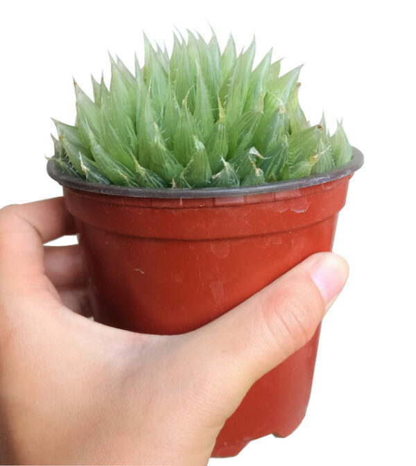 Haworthia Cooperi Succulent - Image 9