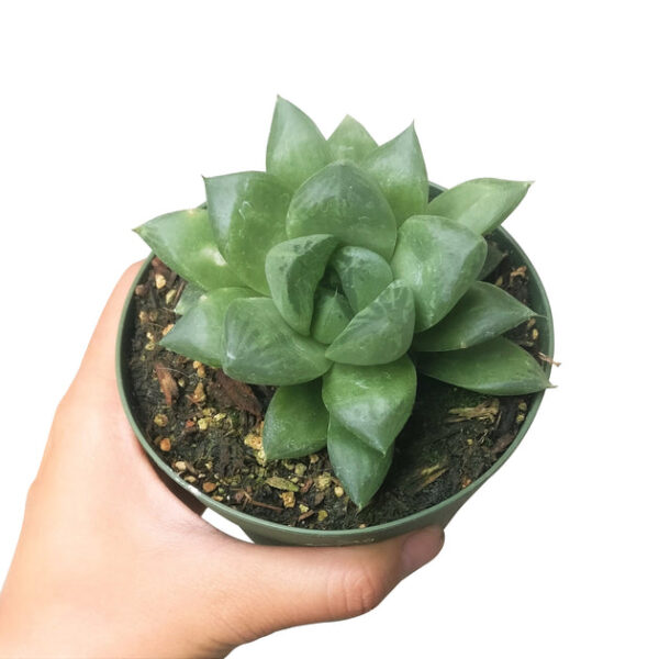 Haworthia Cuspidata Succulent - Image 3