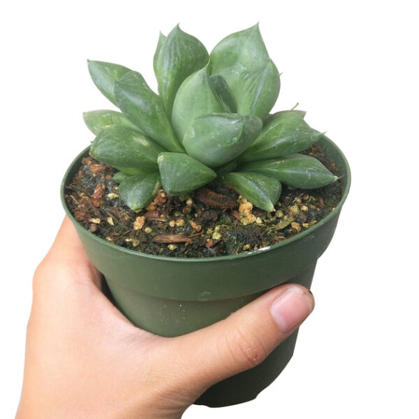 Haworthia Cuspidata Succulent - Image 4