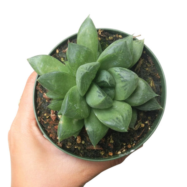 Haworthia Cuspidata Succulent - Image 5