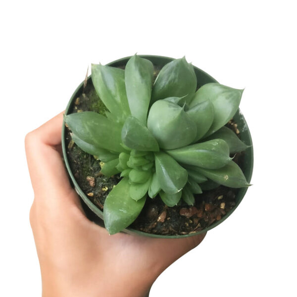 Haworthia Cuspidata Succulent - Image 6