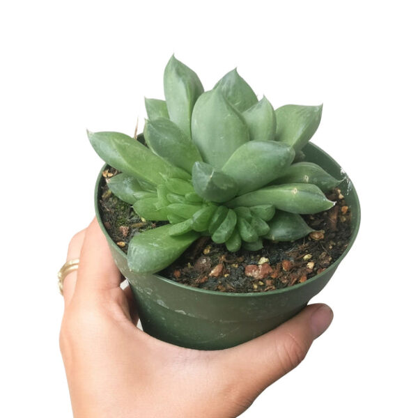 Haworthia Cuspidata Succulent - Image 7