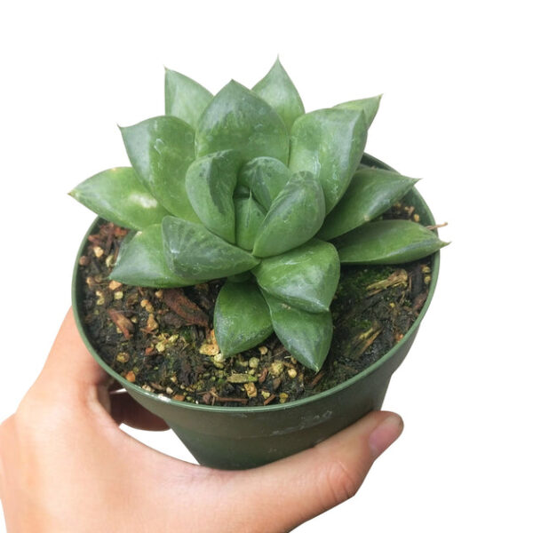Haworthia Cuspidata Succulent - Image 8