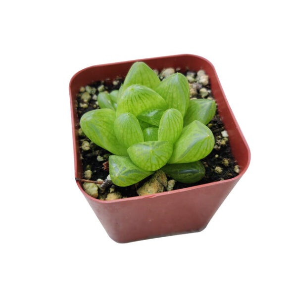 Haworthia Cymbiformis Var. Obtusa - Image 5