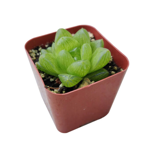 Haworthia Cymbiformis Var. Obtusa - Image 6