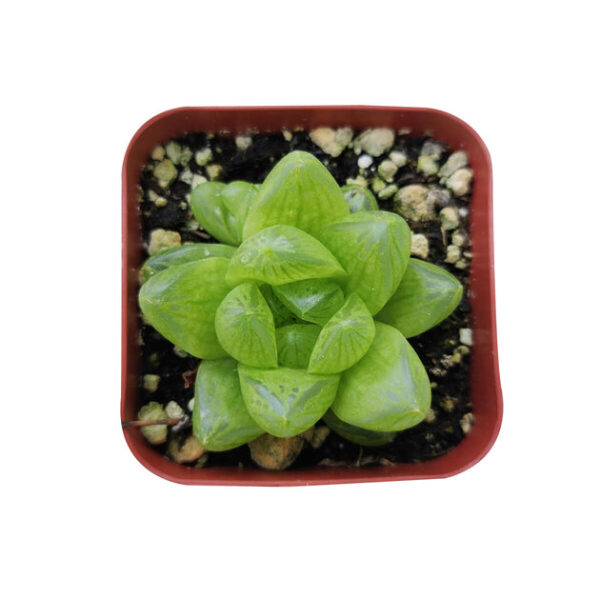 Haworthia Cymbiformis Var. Obtusa - Image 7