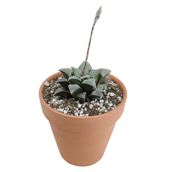 Haworthia emelyae var. Major - Image 3