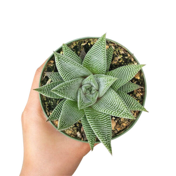 Haworthia limifolia var. striata - Image 2