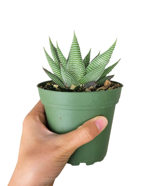 Haworthia limifolia var. striata - Image 3