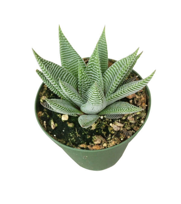 Haworthia limifolia var. striata - Image 4