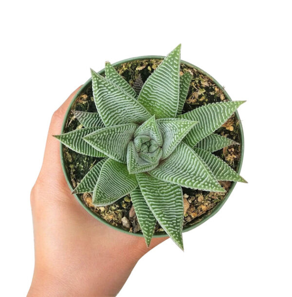 Haworthia limifolia var. striata - Image 5