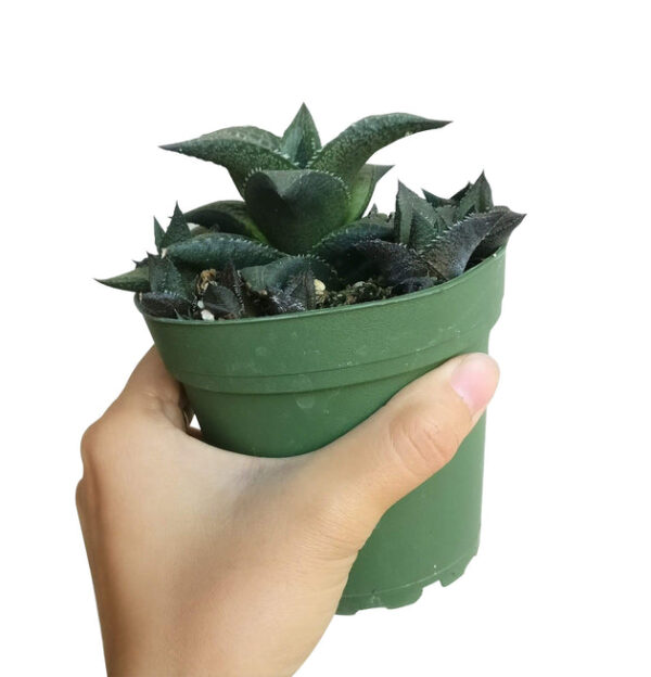 Haworthia Venosa Succulent - Image 5