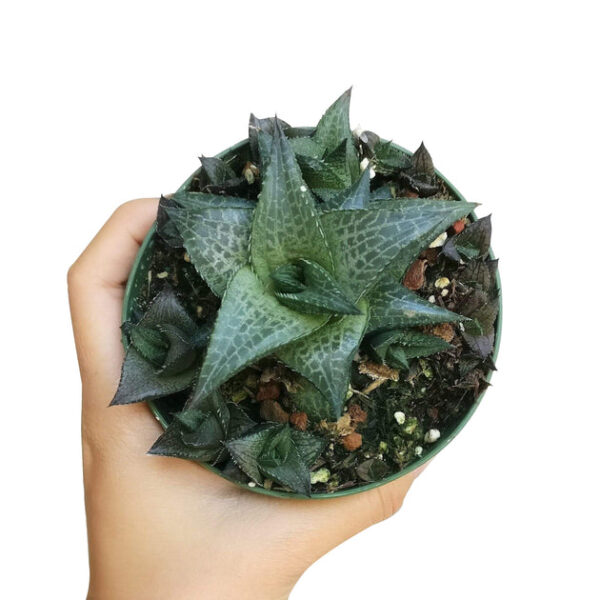 Haworthia Venosa Succulent - Image 3