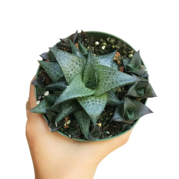 Haworthia Venosa Succulent - Image 4