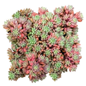 Sedum Hispanicum Succulent