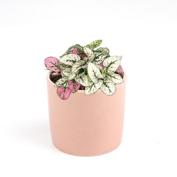 Hypoestes Phyllostachya Pink Splash - Image 7