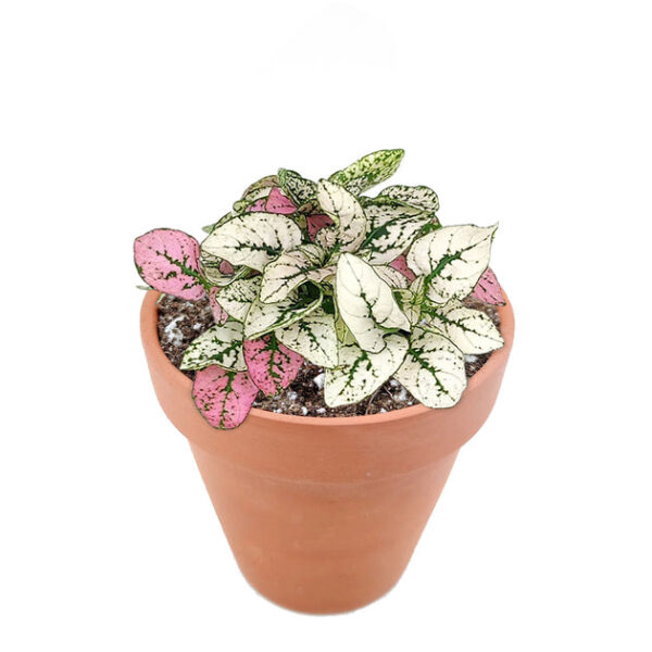 Hypoestes Phyllostachya Pink Splash - Image 9