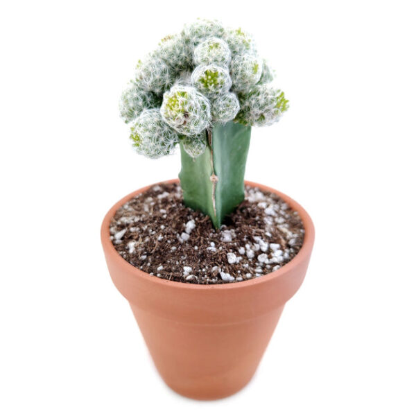 Mammillaria Haudeana Cactus - Image 3