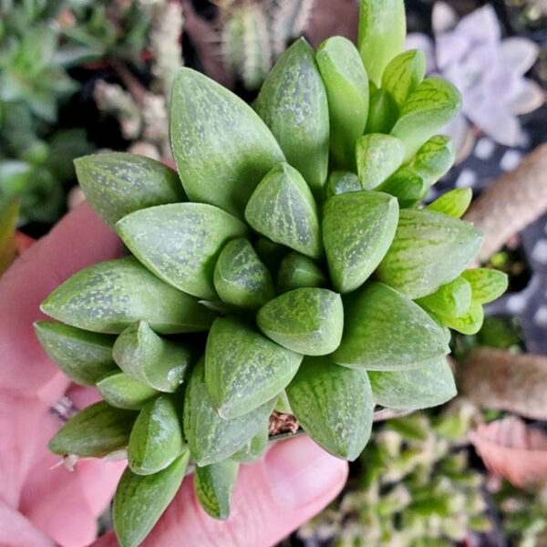 Haworthia Turgida - Image 3