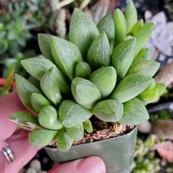 Haworthia Turgida - Image 2