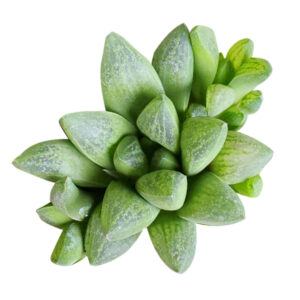 Haworthia Turgida