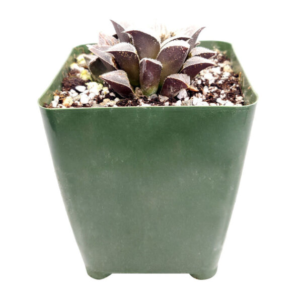 Haworthia emelyae var. Major - Image 5