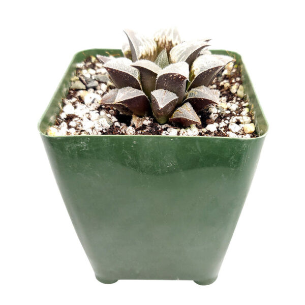 Haworthia emelyae var. Major - Image 6