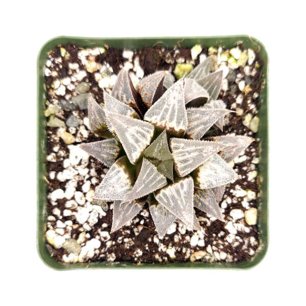 Haworthia emelyae var. Major - Image 7