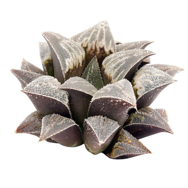 Haworthia emelyae var. Major - Image 2