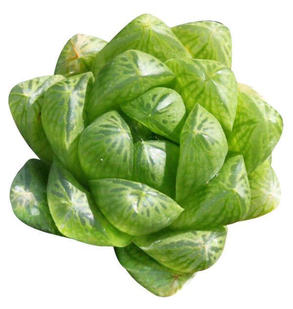 Haworthia Cymbiformis Var. Obtusa - Image 2