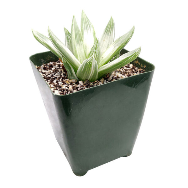 Haworthia White Ghost - Image 4