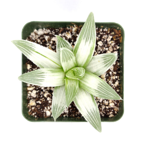 Haworthia White Ghost - Image 3