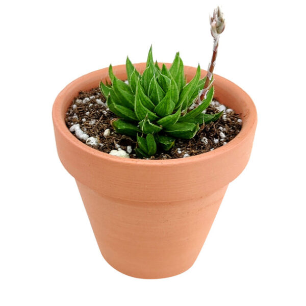 Haworthia Batesiana Succulent - Image 5