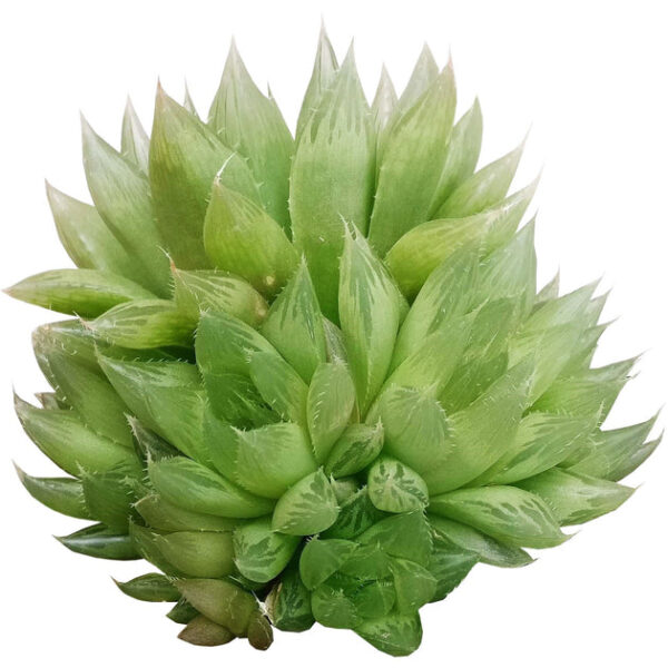 Haworthia Cooperi Succulent - Image 2