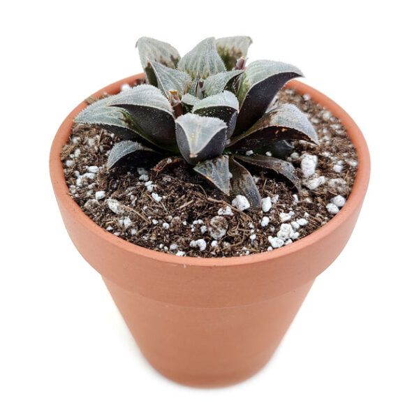 Haworthia emelyae var. Major - Image 4
