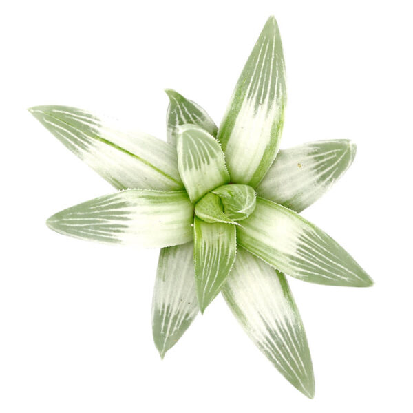 Haworthia White Ghost - Image 5