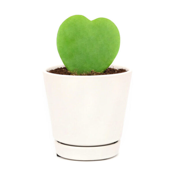 Hoya Kerrii Heart - Image 2