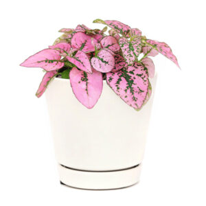 Hypoestes Phyllostachya Pink Splash