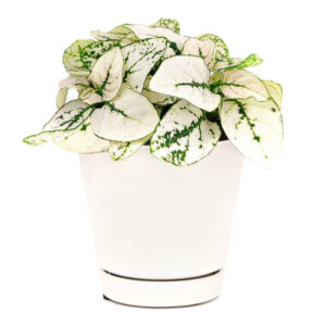 Hypoestes Phyllostachya White Splash