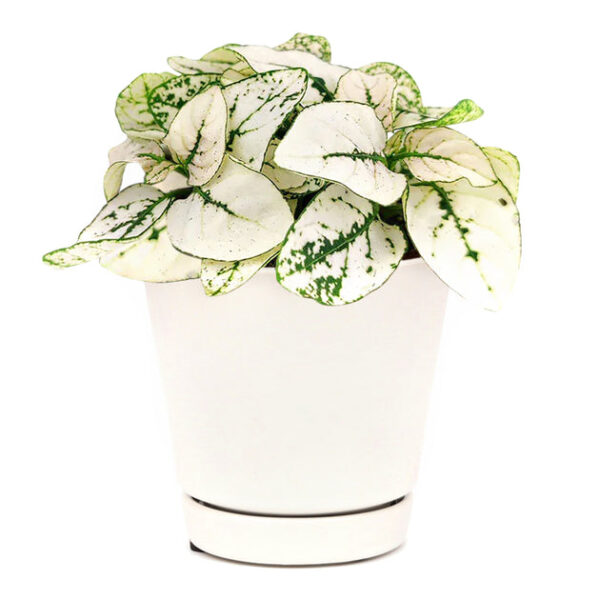 Hypoestes Phyllostachya White Splash