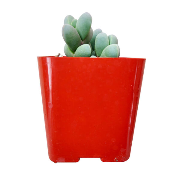 Ice Plant Corpuscularia Lehmannii - Image 9
