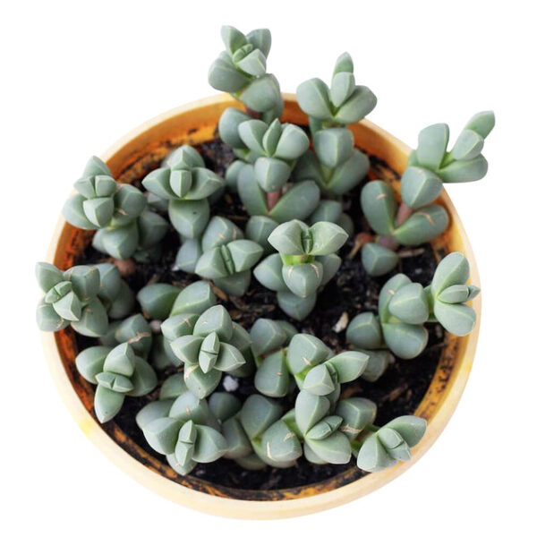 Ice Plant Corpuscularia Lehmannii - Image 8