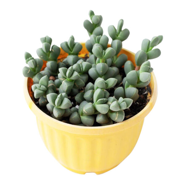 Ice Plant Corpuscularia Lehmannii - Image 7